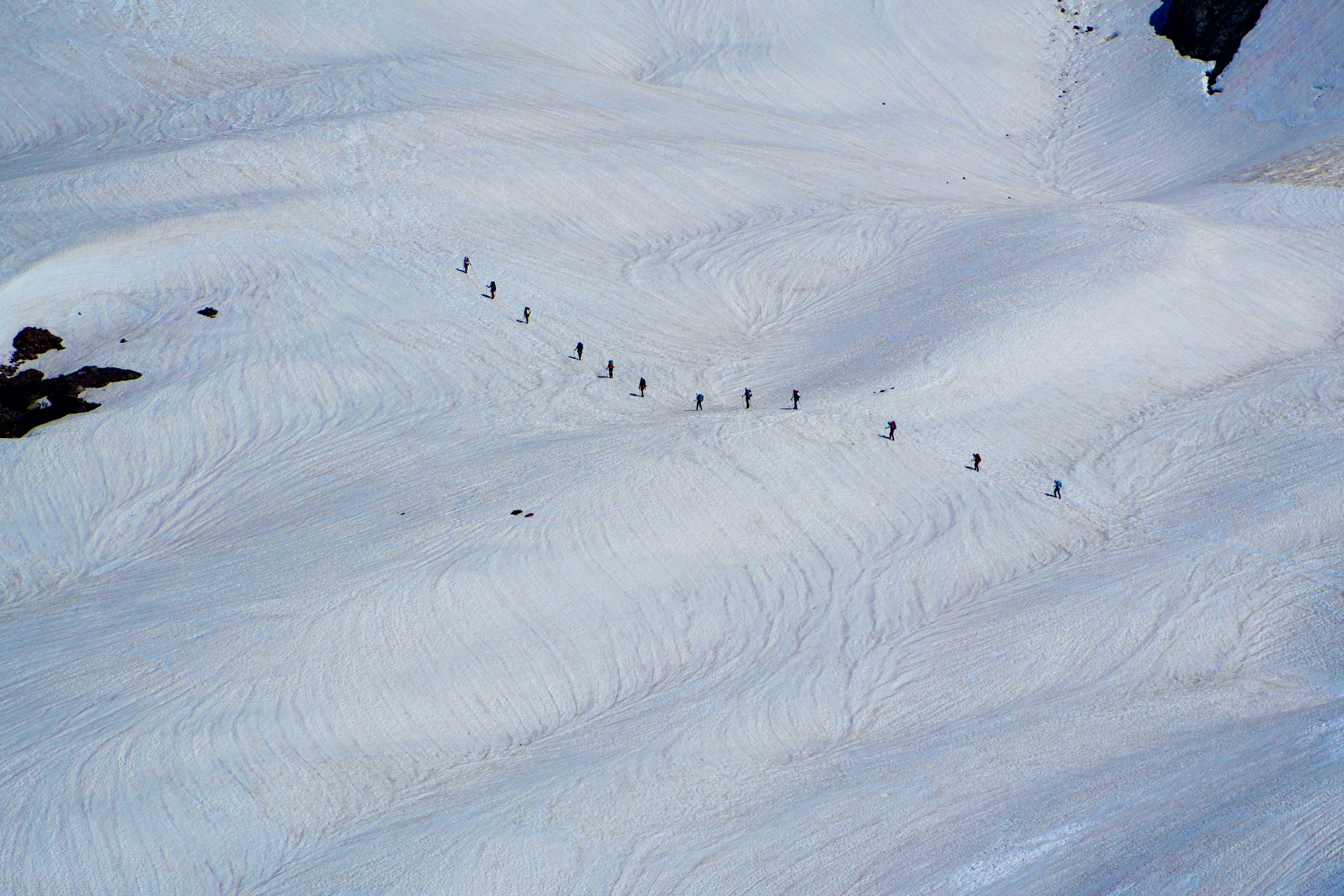 snow ant people